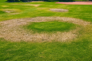 Donut-shaped dry spot surrounding a sprinkler head on a sports field.