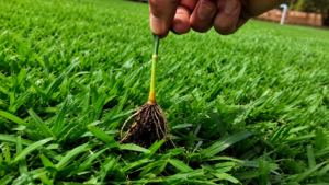 Sports turfgrass with a shallow root system resulting from overwatering, demonstrating one of the most common symptoms of excessive irrigation management.
